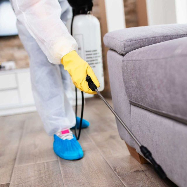 Pest control Dublin